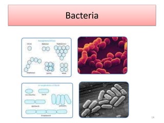Bacteria
14
 