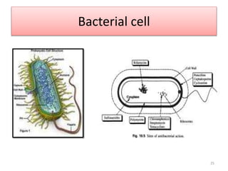Bacterial cell
25
 