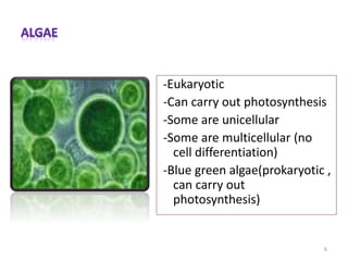 -Eukaryotic
-Can carry out photosynthesis
-Some are unicellular
-Some are multicellular (no
cell differentiation)
-Blue green algae(prokaryotic ,
can carry out
photosynthesis)
6
 