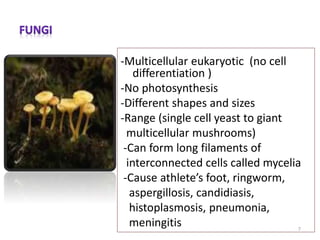 -Multicellular eukaryotic (no cell
differentiation )
-No photosynthesis
-Different shapes and sizes
-Range (single cell yeast to giant
multicellular mushrooms)
-Can form long filaments of
interconnected cells called mycelia
-Cause athlete’s foot, ringworm,
aspergillosis, candidiasis,
histoplasmosis, pneumonia,
meningitis 7
 