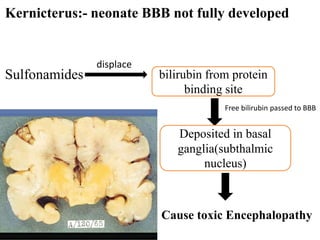 Kernicterus:- neonate BBB not fully developed
Sulfonamides
displace
bilirubin from protein
binding site
Deposited in basal
ganglia(subthalmic
nucleus)
Free bilirubin passed to BBB
Cause toxic Encephalopathy
 