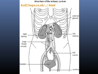 hcd2.bupa.co.uk/.../ html
 