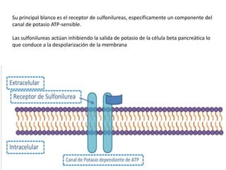 Su principal blanco es el receptor de sulfonilureas, específicamente un componente del
canal de potasio ATP-sensible.
Las sulfonilureas actúan inhibiendo la salida de potasio de la célula beta pancreática lo
que conduce a la despolarización de la membrana
 