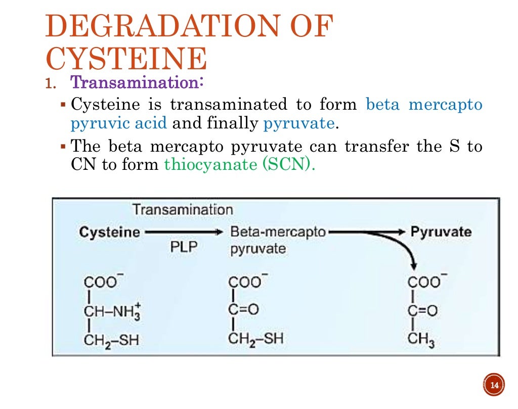Sulfur containing amino acid metabolism