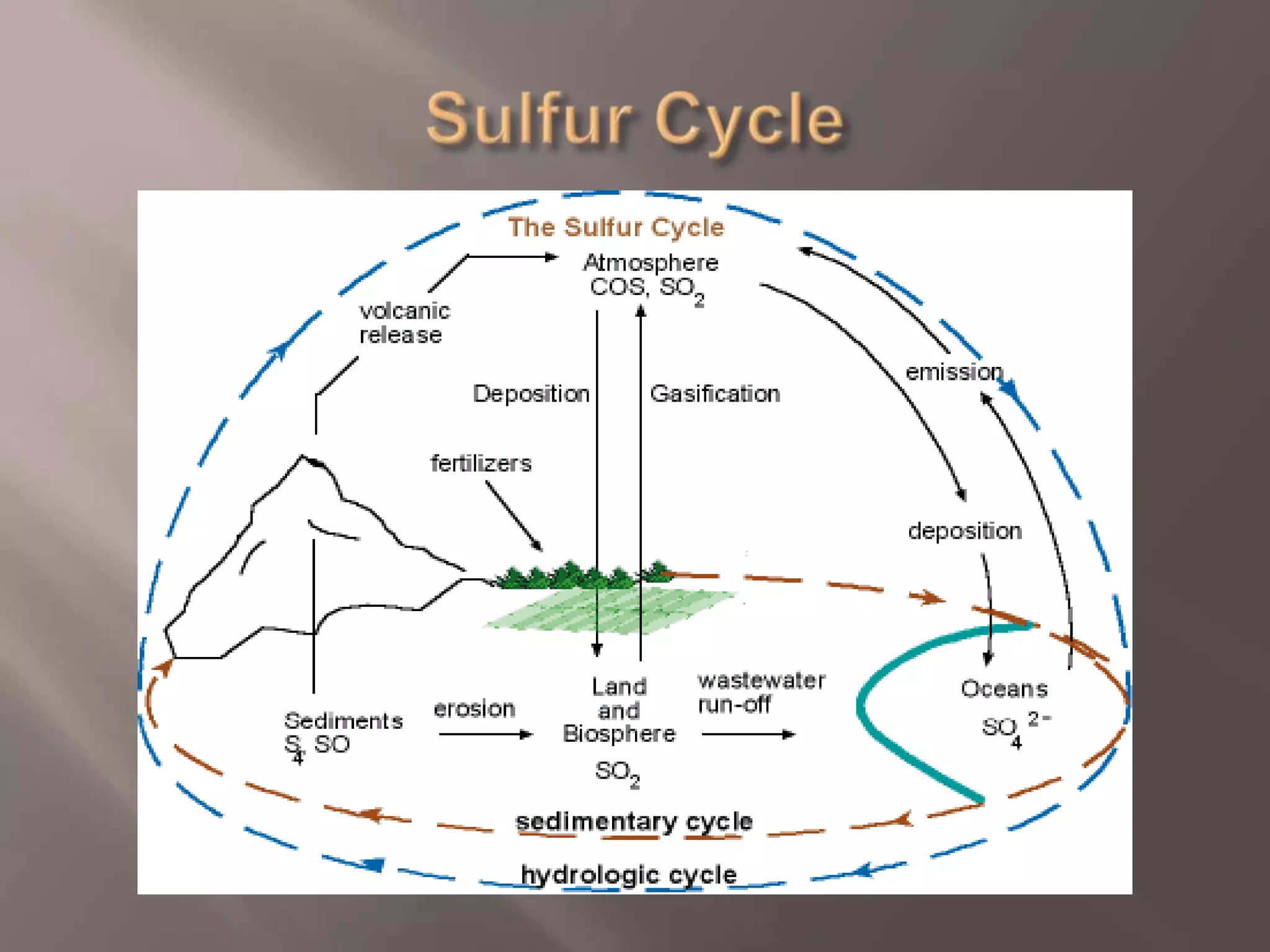 Sulfur Cycle