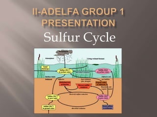 II-Adelfa Group 1 Presentation Sulfur Cycle 