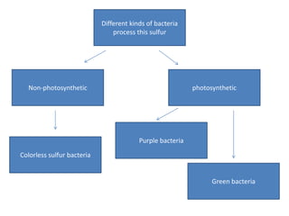 Different kinds of bacteria
                                process this sulfur




  Non-photosynthetic                                       photosynthetic




                                         Purple bacteria

Colorless sulfur bacteria


                                                                 Green bacteria
 