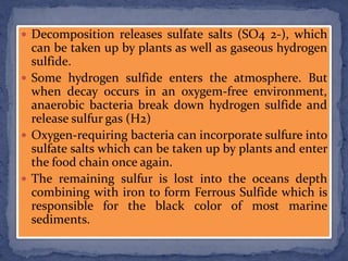  Decomposition releases sulfate salts (SO4 2-), which
can be taken up by plants as well as gaseous hydrogen
sulfide.
 Some hydrogen sulfide enters the atmosphere. But
when decay occurs in an oxygem-free environment,
anaerobic bacteria break down hydrogen sulfide and
release sulfur gas (H2)
 Oxygen-requiring bacteria can incorporate sulfure into
sulfate salts which can be taken up by plants and enter
the food chain once again.
 The remaining sulfur is lost into the oceans depth
combining with iron to form Ferrous Sulfide which is
responsible for the black color of most marine
sediments.
 