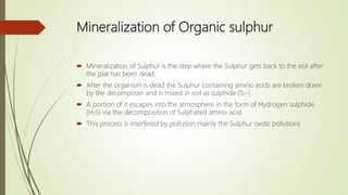 Mineralization of Organic sulphur
 Mineralization of Sulphur is the step where the Sulphur gets back to the soil after
the plat has been dead.
 After the organism is dead the Sulphur containing amino acids are broken down
by the decomposer and is mixed in soil as sulphide (S2-).
 A portion of it escapes into the atmosphere in the form of Hydrogen sulphide
(H2S) via the decomposition of Sulphated amino acid.
 This process is interfered by pollution mainly the Sulphur oxide pollutions
 