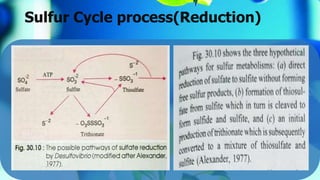 Sulfur Cycle process(Reduction)
 