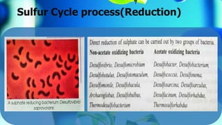 Sulfur Cycle process(Reduction)
 