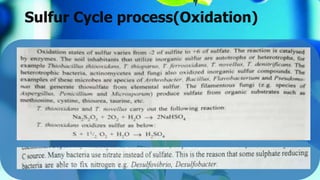 Sulfur Cycle process(Oxidation)
 