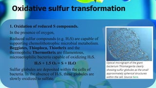 Oxidative sulfur transformation
1. Oxidation of reduced S compounds.
In the presence of oxygen,
Reduced sulfur compounds (e.g. H₂S) are capable of
supporting chemolithotrophic microbial metabolism.
Beggiates, Thioploca, Thiothrix and the
thermophilic Thermothrix are filamentous,
microaerophilic bacteria capable of oxidizing H₂S.
H₂S + 1.5 O₂ = S + H₂O
Sulfur globules are deposited within the cells of
bacteria. In the absence of H₂S, these globules are
slowly oxidized to sulfate.
 