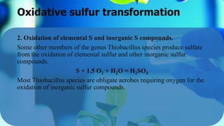 Oxidative sulfur transformation
2. Oxidation of elemental S and inorganic S compounds.
Some other members of the genus Thiobacillus species produce sulfate
from the oxidation of elemental sulfur and other inorganic sulfur
compounds.
S + 1.5 O2 + H2O = H2SO4
Most Thiobacillus species are obligate aerobes requiring oxygen for the
oxidation of inorganic sulfur compounds.
 