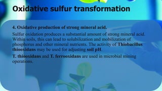 Oxidative sulfur transformation
4. Oxidative production of strong mineral acid.
Sulfur oxidation produces a substantial amount of strong mineral acid.
Within soils, this can lead to solubilization and mobilization of
phosphorus and other mineral nutrients. The activity of Thiobacillus
thiooxidans may be used for adjusting soil pH.
T. thiooxidans and T. ferrooxidans are used in microbial mining
operations.
 