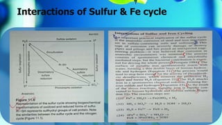 Interactions of Sulfur & Fe cycle
 