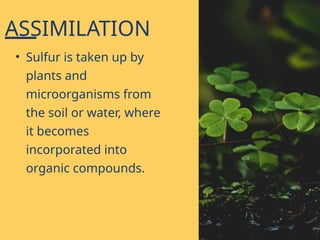 ASSIMILATION
• Sulfur is taken up by
plants and
microorganisms from
the soil or water, where
it becomes
incorporated into
organic compounds.
 