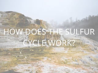 HOW DOES THE SULFUR
CYCLE WORK?
 