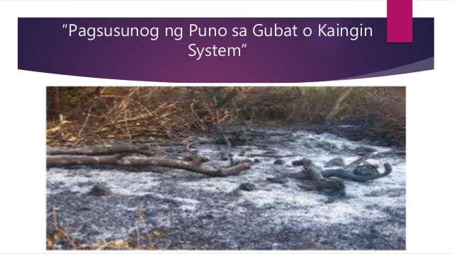 ano ang kaingin Slash and burn agriculture is a widely used method of growing food in which wild or forested land is clear cut and any remaining vegetation burned. ano ang kaingin Slash and burn agriculture is a widely used method of growing food in which wild or forested land is clear cut and any remaining vegetation burned.
