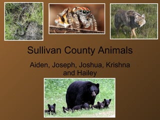 Sullivan County Animals Aiden, Joseph, Joshua, Krishna and Hailey 