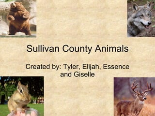 Sullivan County Animals Created by: Tyler, Elijah, Essence and Giselle 