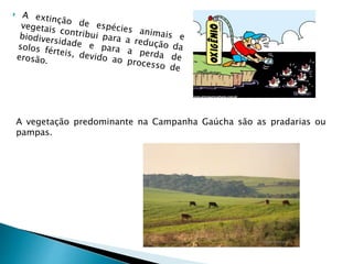 A vegetação predominante na Campanha Gaúcha são as pradarias ou
pampas.
 