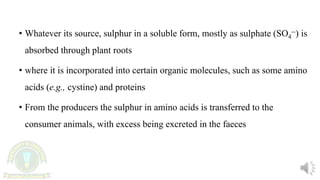 • Whatever its source, sulphur in a soluble form, mostly as sulphate (SO4
--) is
absorbed through plant roots
• where it is incorporated into certain organic molecules, such as some amino
acids (e.g., cystine) and proteins
• From the producers the sulphur in amino acids is transferred to the
consumer animals, with excess being excreted in the faeces
 