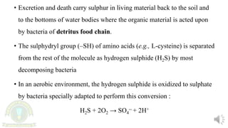 • Excretion and death carry sulphur in living material back to the soil and
to the bottoms of water bodies where the organic material is acted upon
by bacteria of detritus food chain.
• The sulphydryl group (–SH) of amino acids (e.g., L-cysteine) is separated
from the rest of the molecule as hydrogen sulphide (H2S) by most
decomposing bacteria
• In an aerobic environment, the hydrogen sulphide is oxidized to sulphate
by bacteria specially adapted to perform this conversion :
H2S + 2O2 → SO4
-- + 2H+
 