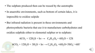 • The sulphate produced then can be reused by the autotrophs
• In anaerobic environments, such as bottom of certain lakes, it is
impossible to oxidize sulpide
• But infrared radiation is present in these environments and
photosynthetic bacteria that use it to manufacture carbohydrates and
oxidize sulphide either to elemental sulphur or to sulphate:
6CO2 + 12H2S + hv → C6H12O6 + 6H2O + 12S
6CO2 + 12H2O + 3H2S + hv → C6H12O6 +6H2O+3SO4
--+6H+
 