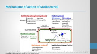 MechanismsofActionofAntibacterial
Gramnegativebacteria differ from Grampositive bacteria in that they have anouter membrane that canact as a diffusion barrier for bulkly molecules such as Vancomycin (Vanc) that
aretoo largeto pass throughporin channels and affect cell wall synthesis.
 