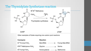 TheThymidylateSynthetasereaction
 