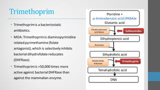 Trimethoprim
• Trimethoprimis a bacteriostatic
antibiotics.
• MOA: Trimethoprimis diaminopyrimidine
related pyrimethamine(folate
antagonist),which is selectively inhibits
bacterial dihydrofolatereducates
(DHFRase).
• Trimethoprimis >50,000 times more
active against bacterial DHFRase than
against the mammalian enzyme.
 