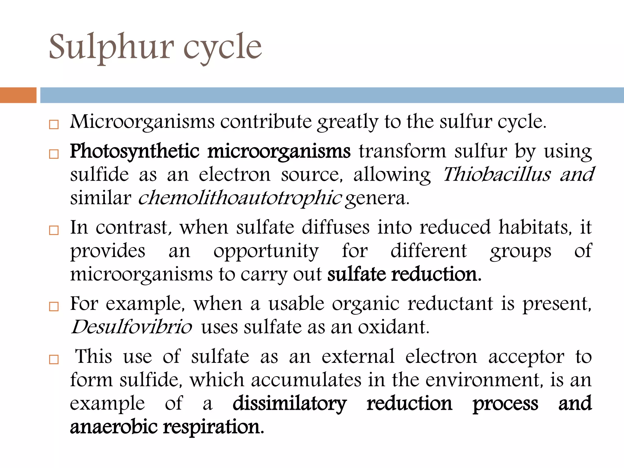 Sulphur cycle
 Microorganisms contribute greatly to the sulfur cycle.
 Photosynthetic microorganisms transform sulfur by using
sulfide as an electron source, allowing Thiobacillus and
similar chemolithoautotrophic genera.
 In contrast, when sulfate diffuses into reduced habitats, it
provides an opportunity for different groups of
microorganisms to carry out sulfate reduction.
 For example, when a usable organic reductant is present,
Desulfovibrio uses sulfate as an oxidant.
 This use of sulfate as an external electron acceptor to
form sulfide, which accumulates in the environment, is an
example of a dissimilatory reduction process and
anaerobic respiration.
 