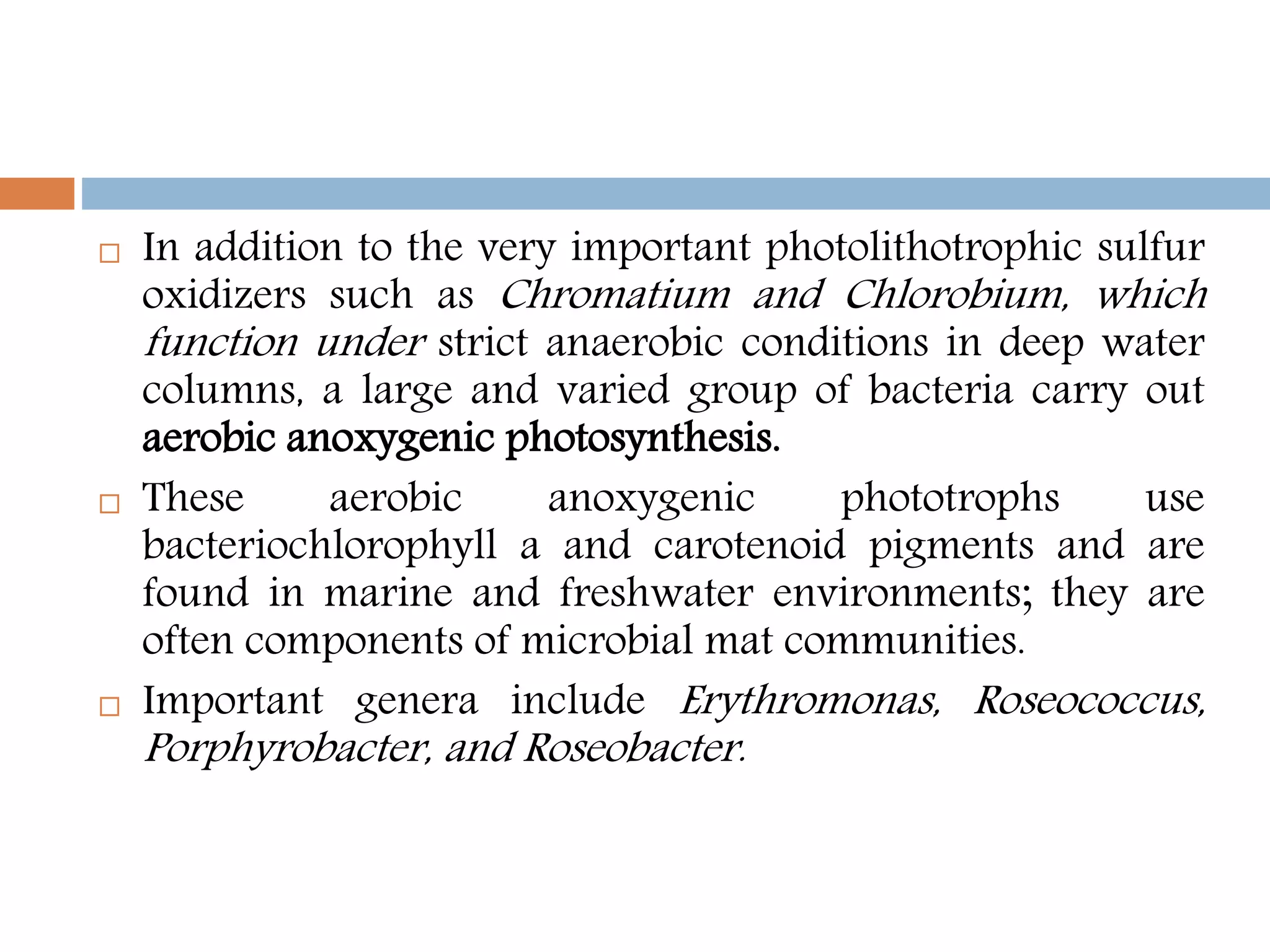  In addition to the very important photolithotrophic sulfur
oxidizers such as Chromatium and Chlorobium, which
function under strict anaerobic conditions in deep water
columns, a large and varied group of bacteria carry out
aerobic anoxygenic photosynthesis.
 These aerobic anoxygenic phototrophs use
bacteriochlorophyll a and carotenoid pigments and are
found in marine and freshwater environments; they are
often components of microbial mat communities.
 Important genera include Erythromonas, Roseococcus,
Porphyrobacter, and Roseobacter.
 