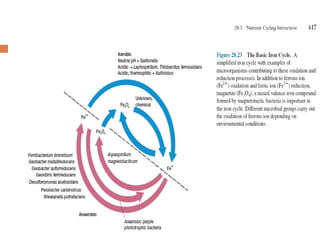 Sulphur cycle