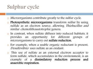 Sulphur cycle
 Microorganisms contribute greatly to the sulfur cycle.
 Photosynthetic microorganisms transform sulfur by using
sulfide as an electron source, allowing Thiobacillus and
similar chemolithoautotrophic genera.
 In contrast, when sulfate diffuses into reduced habitats, it
provides an opportunity for different groups of
microorganisms to carry out sulfate reduction.
 For example, when a usable organic reductant is present,
Desulfovibrio uses sulfate as an oxidant.
 This use of sulfate as an external electron acceptor to
form sulfide, which accumulates in the environment, is an
example of a dissimilatory reduction process and
anaerobic respiration.
 