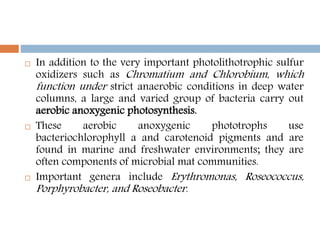  In addition to the very important photolithotrophic sulfur
oxidizers such as Chromatium and Chlorobium, which
function under strict anaerobic conditions in deep water
columns, a large and varied group of bacteria carry out
aerobic anoxygenic photosynthesis.
 These aerobic anoxygenic phototrophs use
bacteriochlorophyll a and carotenoid pigments and are
found in marine and freshwater environments; they are
often components of microbial mat communities.
 Important genera include Erythromonas, Roseococcus,
Porphyrobacter, and Roseobacter.
 