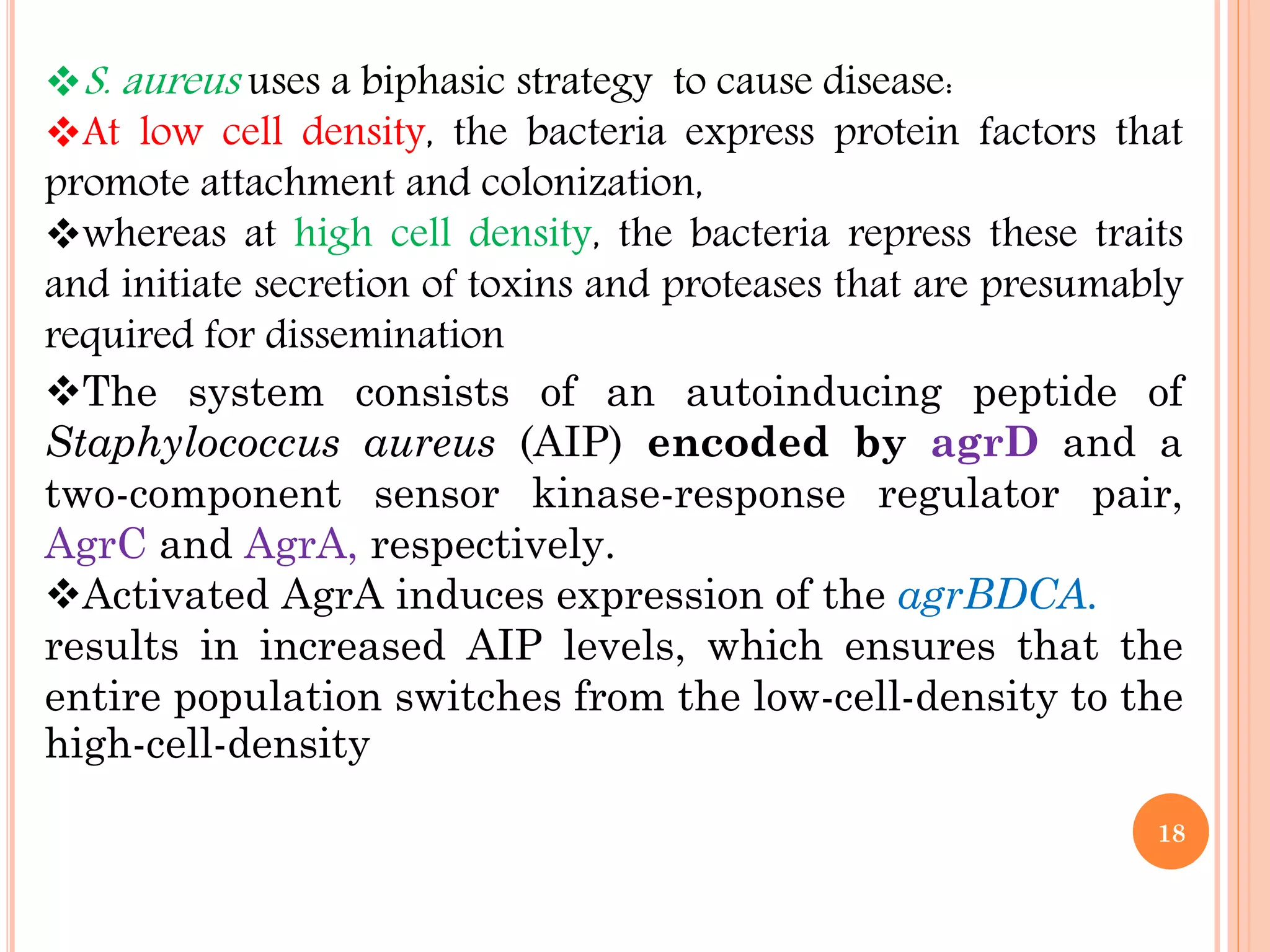 S. aureus uses a biphasic strategy to cause disease:
At low cell density, the bacteria express protein factors that
promote attachment and colonization,
whereas at high cell density, the bacteria repress these traits
and initiate secretion of toxins and proteases that are presumably
required for dissemination
The system consists of an autoinducing peptide of
Staphylococcus aureus (AIP) encoded by agrD and a
two-component sensor kinase-response regulator pair,
AgrC and AgrA, respectively.
Activated AgrA induces expression of the agrBDCA.
results in increased AIP levels, which ensures that the
entire population switches from the low-cell-density to the
high-cell-density
18
 