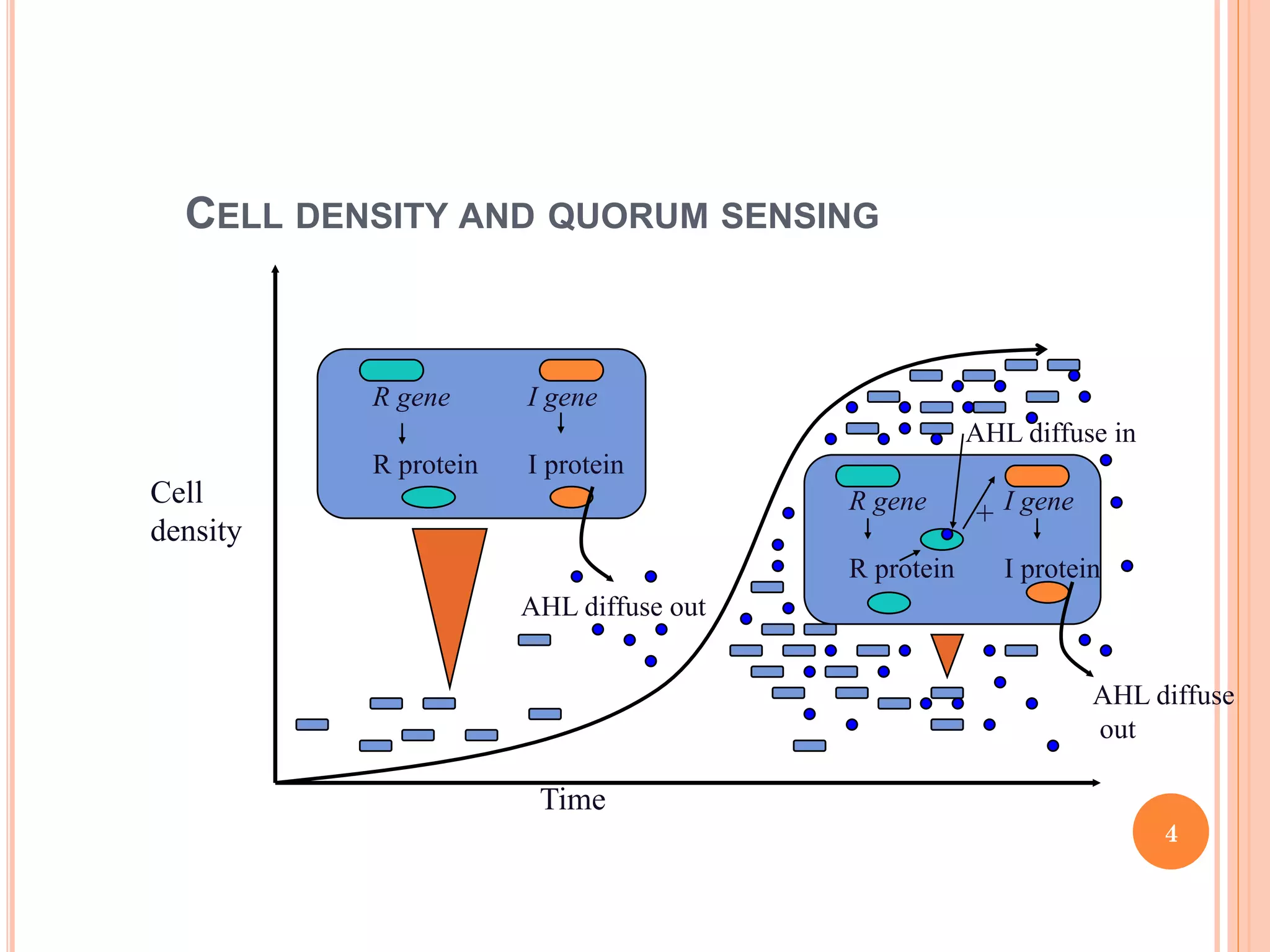 CELL DENSITY AND QUORUM SENSING
R gene I gene
R protein I protein
AHL diffuse out
R gene I gene
R protein I protein
AHL diffuse
out
+
AHL diffuse in
Cell
density
Time
4
 
