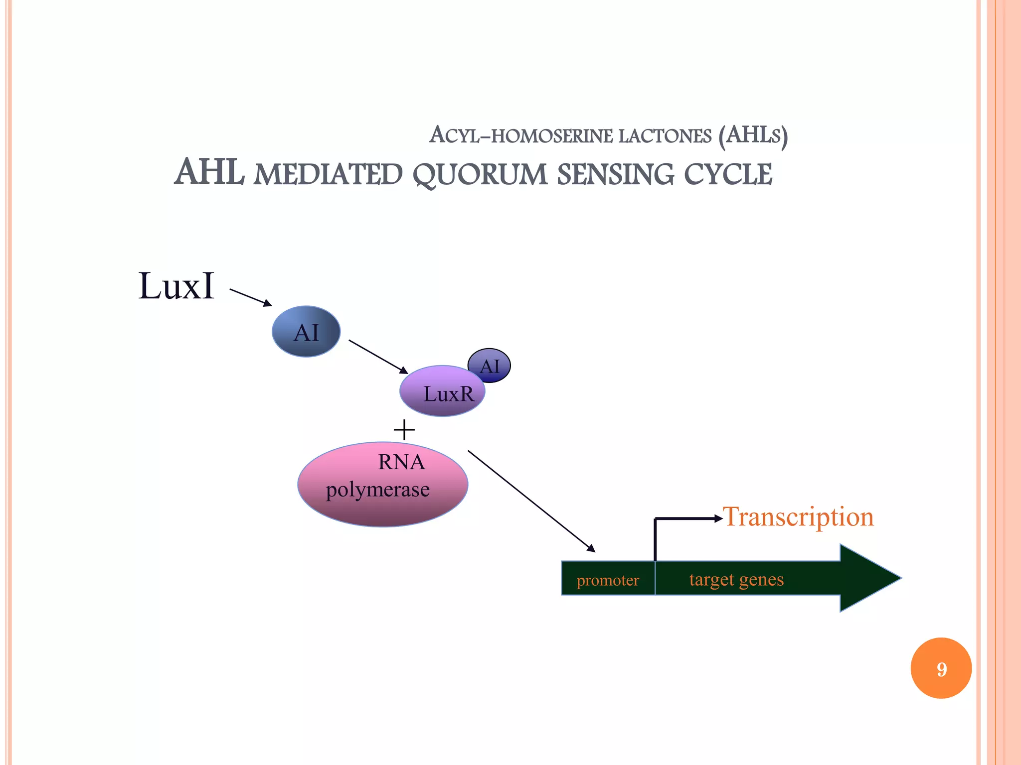 ACYL-HOMOSERINE LACTONES (AHLS)
AHL MEDIATED QUORUM SENSING CYCLE
AI
LuxI
+
promoter target genes
LuxR
RNA
polymerase
Transcription
AI
9
 