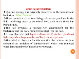 Gram negative bacteria
Quorum sensing was originally discovered in the luminescent
bacterium Vibrio fischeri.
These bacteria exist as free-living cells or as symbionts in the
light-producing organ of an animal host, such as the Hawaiian
bobtail squid.
The host provides a nutrient-rich environment for the
bacterium and the bacterium provides light for the host.
It was observed that liquid cultures of V. fischeri produced
light only when large numbers of Bacteria were present.
The initial explanation for this was that the culture medium
contained an inhibitor of luminescence, which was removed
when large numbers of bacteria were present.
12
 