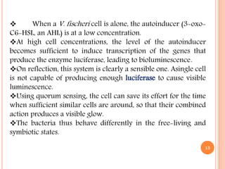  When a V. fischeri cell is alone, the autoinducer (3-oxo-
C6-HSL, an AHL) is at a low concentration.
At high cell concentrations, the level of the autoinducer
becomes sufficient to induce transcription of the genes that
produce the enzyme luciferase, leading to bioluminescence.
On reflection, this system is clearly a sensible one. Asingle cell
is not capable of producing enough luciferase to cause visible
luminescence.
Using quorum sensing, the cell can save its effort for the time
when sufficient similar cells are around, so that their combined
action produces a visible glow.
The bacteria thus behave differently in the free-living and
symbiotic states.
13
 