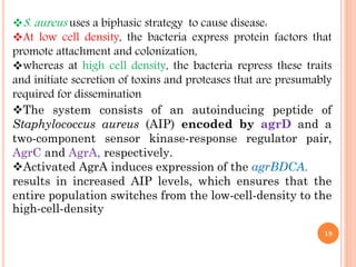 S. aureus uses a biphasic strategy to cause disease:
At low cell density, the bacteria express protein factors that
promote attachment and colonization,
whereas at high cell density, the bacteria repress these traits
and initiate secretion of toxins and proteases that are presumably
required for dissemination
The system consists of an autoinducing peptide of
Staphylococcus aureus (AIP) encoded by agrD and a
two-component sensor kinase-response regulator pair,
AgrC and AgrA, respectively.
Activated AgrA induces expression of the agrBDCA.
results in increased AIP levels, which ensures that the
entire population switches from the low-cell-density to the
high-cell-density
18
 
