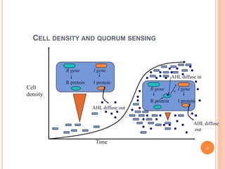 CELL DENSITY AND QUORUM SENSING
R gene I gene
R protein I protein
AHL diffuse out
R gene I gene
R protein I protein
AHL diffuse
out
+
AHL diffuse in
Cell
density
Time
4
 