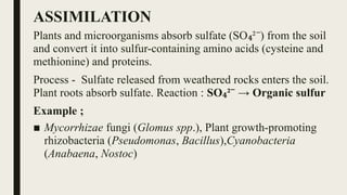 ASSIMILATION
Plants and microorganisms absorb sulfate (SO ² ) from the soil
₄ ⁻
and convert it into sulfur-containing amino acids (cysteine and
methionine) and proteins.
Process - Sulfate released from weathered rocks enters the soil.
Plant roots absorb sulfate. Reaction : SO ² → Organic sulfur
₄ ⁻
Example ;
■ Mycorrhizae fungi (Glomus spp.), Plant growth-promoting
rhizobacteria (Pseudomonas, Bacillus),Cyanobacteria
(Anabaena, Nostoc)
 