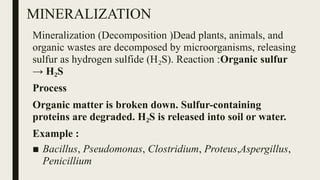 MINERALIZATION
Mineralization (Decomposition )Dead plants, animals, and
organic wastes are decomposed by microorganisms, releasing
sulfur as hydrogen sulfide (H S). Reaction :
₂ Organic sulfur
→ H S
₂
Process
Organic matter is broken down. Sulfur-containing
proteins are degraded. H S is released into soil or water.
₂
Example :
■ Bacillus, Pseudomonas, Clostridium, Proteus,Aspergillus,
Penicillium
 
