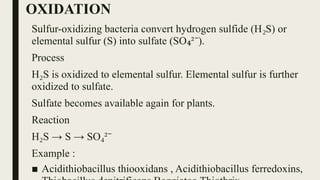 OXIDATION
Sulfur-oxidizing bacteria convert hydrogen sulfide (H S) or
₂
elemental sulfur (S) into sulfate (SO ² ).
₄ ⁻
Process
H S is oxidized to elemental sulfur. Elemental sulfur is further
₂
oxidized to sulfate.
Sulfate becomes available again for plants.
Reaction
H S → S → SO ²
₂ ₄ ⁻
Example :
■ Acidithiobacillus thiooxidans , Acidithiobacillus ferredoxins,
 