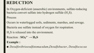 REDUCTION
In Oxygen-deficient (anaerobic) environments, sulfate-reducing
bacteria convert sulfate into hydrogen sulfide (H S).
₂
Process
Occurs in waterlogged soils, sediments, marshes, and sewage.
Bacteria use sulfate instead of oxygen for respiration.
H S is released into the environment.
₂
Reaction : SO ² → H S
₄ ⁻ ₂
Example :
■ Desulfovibrioesulfotomaculum,Desulfobacter, Desulfococcus
 