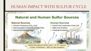 HUMAN IMPACT WITH SULFUR CYCLE
 