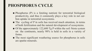 PHOSPHORUS CYCLE
■ Phosphorus (P) is a limiting nutrient for terrestrial biological
productivity, and thus it commonly plays a key role in net car-
bon uptake in terrestrial ecosystems.
■ The cycling of P in soils has received much attention, in terms
of both fertilization and the natural development of ecosystems.
■ Of the approximately 122,600 Tg P within the soil /biota system
on the continents, nearly 98% is held in soils in a variety of
forms.
■ The most significant weathering source for phosphorus in soils
are apatite minerals.
 